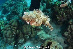 The Divemaster picking up a Scorpionfish which seemed sur... by Chris Crediford 